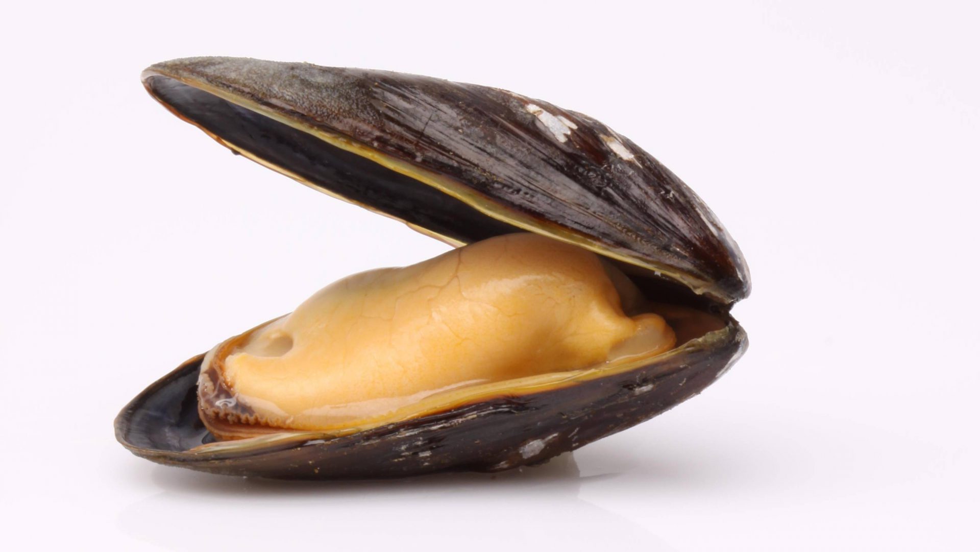 Mosselen Bewaren - Bewaarwijzer