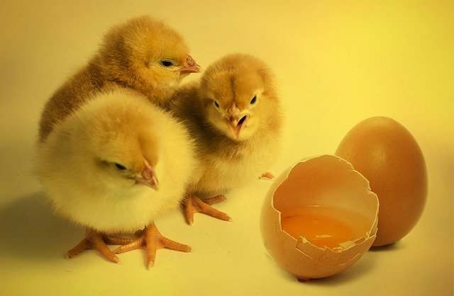 Eieren nog goed houdbaarheidsdatum