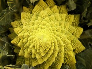 Romanesco bewaren